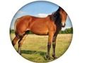 Joc Quiz pentru animale  on-line