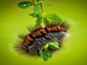 Joc Caterpillar Larva Animal Jigsaw on-line
