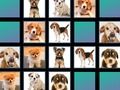 Joc Memoria animalelor  on-line