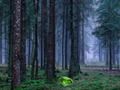 Joc Apus mistic în pădure  on-line