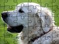 Joc Jigsaw Puzzle Animale domesticite  on-line