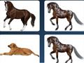 Joc Problemă cu memoria animalelor de companie  on-line