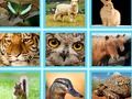 Joc De exemplu, Pic Quiz on-line