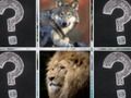 Joc Memory Match Animale Jungle  on-line
