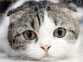 Joc Pisici Timpul Puzzle  on-line