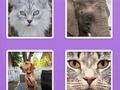 Joc Imagine Slider Animals on-line