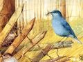 Joc Păsări: puzzle-uri de artă  on-line