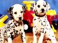 Joc Puppy Perech Puzzle  on-line