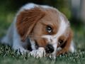 Joc Jigsaw Doggy  on-line