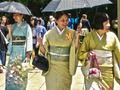 Joc 100 de fluturi în Japonia  on-line