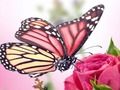 Joc Puzzle cu fluturi  on-line