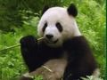 Joc Puzzle Pandas  on-line