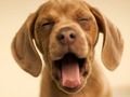 Joc Doggy Funny  on-line