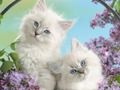 Joc Kitty amuzant  on-line