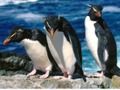 Joc Diapozitiv de pinguini  on-line
