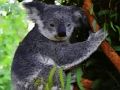 Joc Cute Baby Koala Bear on-line