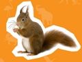 Joc Casa Animalelor  on-line