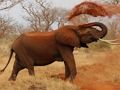 Joc Animale Jigsaw Puzzle - Elefanti  on-line
