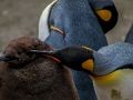 Joc Împăratul Pinguin Jigsaw on-line Joc Împăratul Pinguin Jigsaw on-line