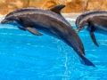 Joc Sea Delfin Jigsaw  on-line