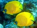 Joc Jigsaw World Underwater  on-line