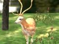 Joc Animal Safari Hunter 2020 on-line