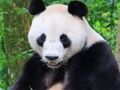 Joc Puzzle cu animale  on-line
