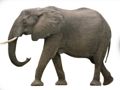 Joc Animal ABC on-line