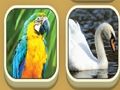 Joc Meci la Zoo  on-line