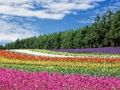 Joc Jigsaw de grădină cu flori colorate  on-line