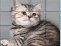 Joc Picpu Cat on-line