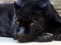 Joc Black Panther Jigsaw on-line