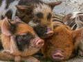 Joc Pucelul Piggy Jigsaw  on-line