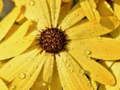 Joc Petale de flori Raindrop Jigsaw  on-line