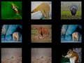 Joc Memoria animalelor  on-line