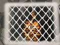 Joc Tiger Escape 1 on-line