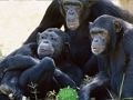 Joc Evadare amuzantă a junglei cimpanzee  on-line