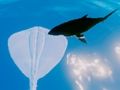 Joc Surfing Stingrays on-line