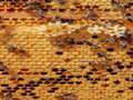 Joc Jigsaw albinelor  on-line