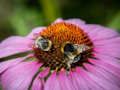 Joc Jigsaw Coneflower violet  on-line