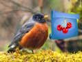 Joc Aventura în pădure cu ciuperci  on-line