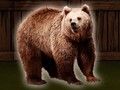 Joc Salvați Ursul Grizzly  on-line
