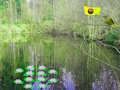 Joc Aventura în pădure la lumina soarelui  on-line