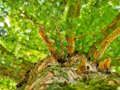 Joc Ramuri de copac Jigsaw on-line