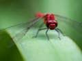 Joc Dragon Fly Jigsaw on-line