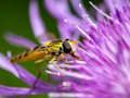 Joc Jigsaw pentru insecte  on-line