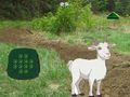 Joc Capra Găsește Copilul  on-line
