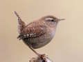 Joc Birdlingo on-line