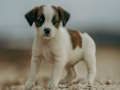 Joc Jigsaw Jack Russell  on-line