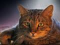 Joc Jigsaw pentru animale de companie  on-line